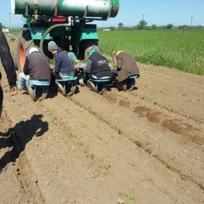 Oregano Planting