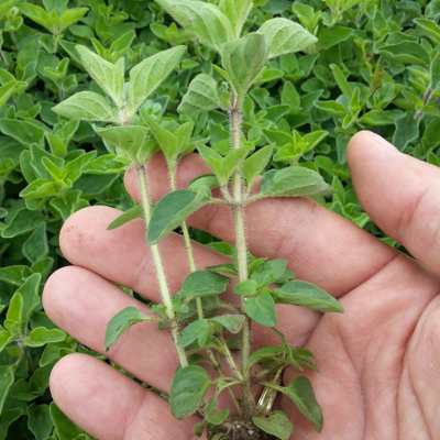 Oregano Baby Plant Resized