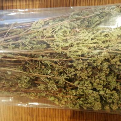 Oregano Bunch Product Pic