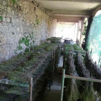 Oregano Drying 2