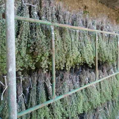 Oregano Drying