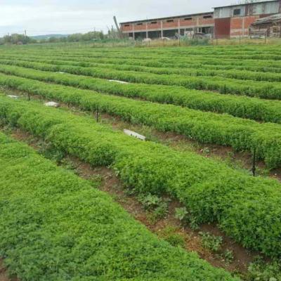 Oregano Nursery