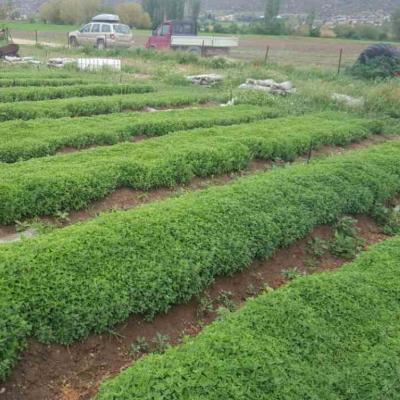 Oregano Nursery