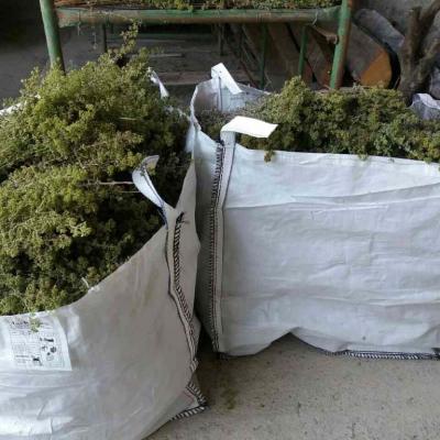 Oregano Stored 2