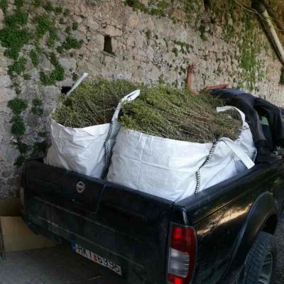 Oregano Stored