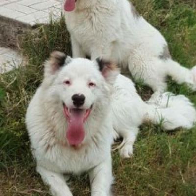 Farmdogs